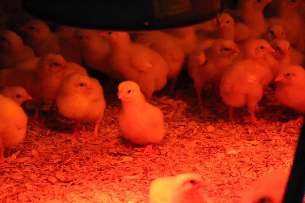 Poulet de grain fermier