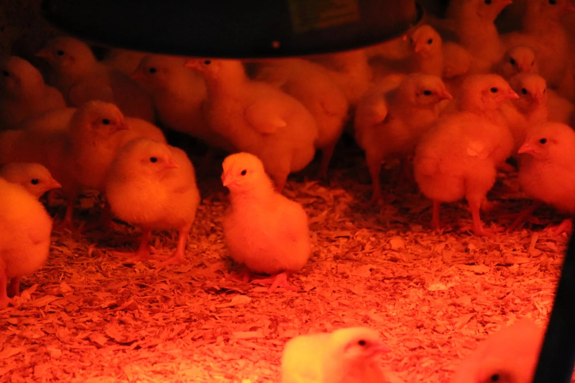 Poulet de grain fermier