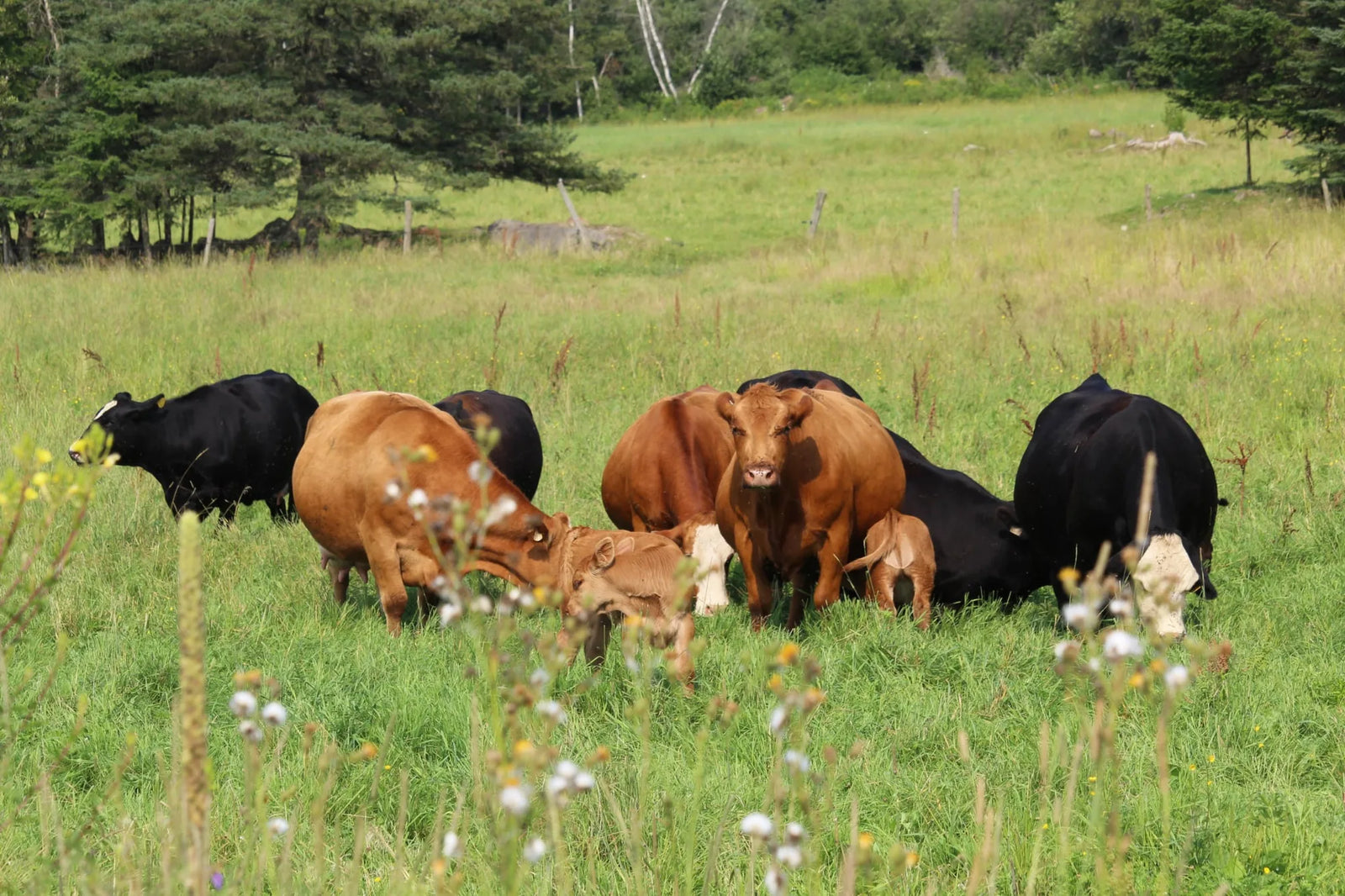 Ferme Pacovo | Vaches