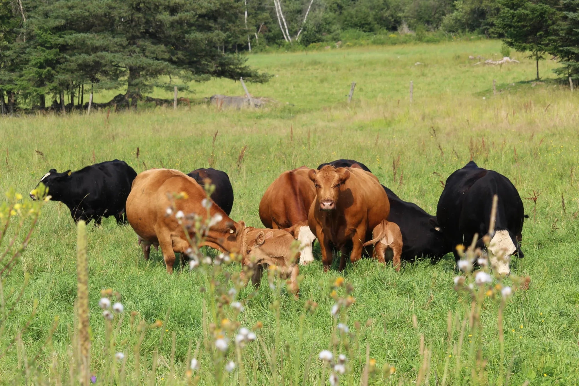 Ferme Pacovo | Vaches
